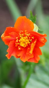 Preview wallpaper gravilat, flower, petals, macro, orange