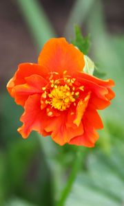 Preview wallpaper gravilat, flower, petals, macro, orange