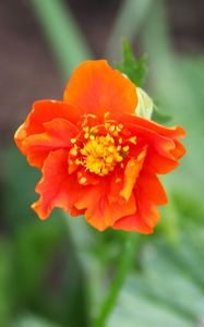 Preview wallpaper gravilat, flower, petals, macro, orange