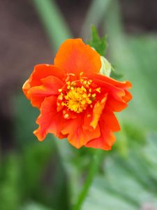 Preview wallpaper gravilat, flower, petals, macro, orange