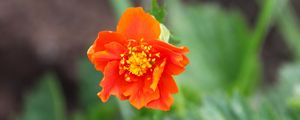 Preview wallpaper gravilat, flower, petals, macro, orange