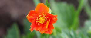 Preview wallpaper gravilat, flower, petals, macro, orange