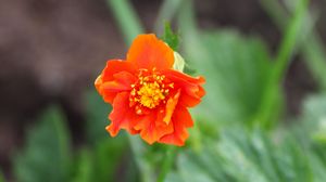 Preview wallpaper gravilat, flower, petals, macro, orange