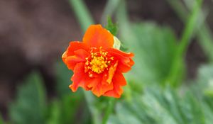Preview wallpaper gravilat, flower, petals, macro, orange