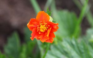 Preview wallpaper gravilat, flower, petals, macro, orange
