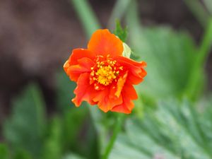 Preview wallpaper gravilat, flower, petals, macro, orange