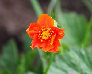 Preview wallpaper gravilat, flower, petals, macro, orange