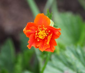 Preview wallpaper gravilat, flower, petals, macro, orange
