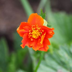 Preview wallpaper gravilat, flower, petals, macro, orange