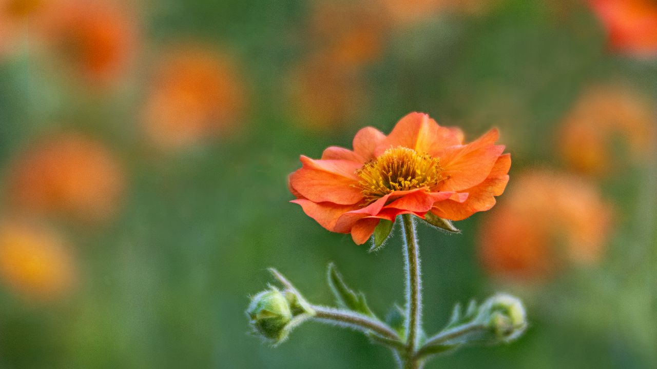 Wallpaper gravilate, flower, petals, blur, red