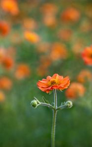 Preview wallpaper gravilate, flower, petals, blur, red