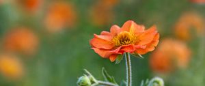 Preview wallpaper gravilate, flower, petals, blur, red