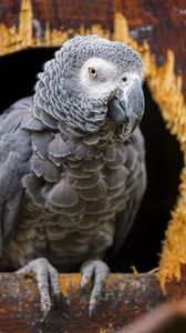 Preview wallpaper gray african parrot, parrot, bird, gray