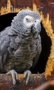 Preview wallpaper gray african parrot, parrot, bird, gray