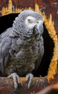 Preview wallpaper gray african parrot, parrot, bird, gray