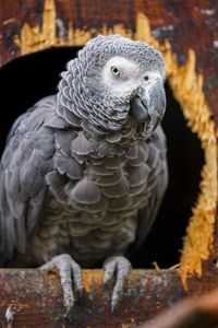 Preview wallpaper gray african parrot, parrot, bird, gray