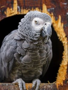 Preview wallpaper gray african parrot, parrot, bird, gray