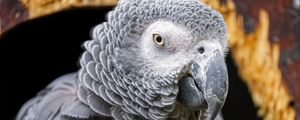 Preview wallpaper gray african parrot, parrot, bird, gray