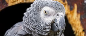 Preview wallpaper gray african parrot, parrot, bird, gray