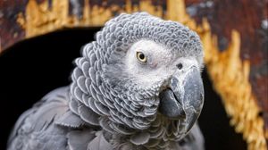 Preview wallpaper gray african parrot, parrot, bird, gray