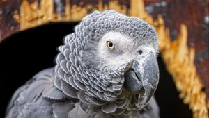 Preview wallpaper gray african parrot, parrot, bird, gray