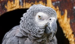 Preview wallpaper gray african parrot, parrot, bird, gray