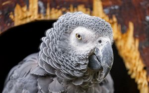 Preview wallpaper gray african parrot, parrot, bird, gray