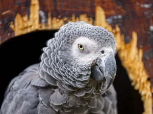 Preview wallpaper gray african parrot, parrot, bird, gray