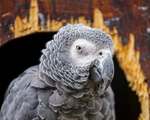 Preview wallpaper gray african parrot, parrot, bird, gray