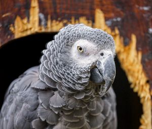 Preview wallpaper gray african parrot, parrot, bird, gray