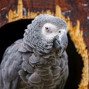 Preview wallpaper gray african parrot, parrot, bird, gray