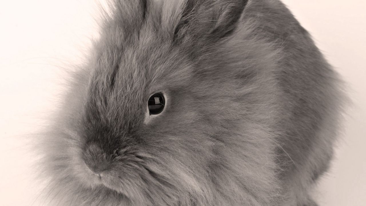 Wallpaper gray, baby, bunny, fluffy