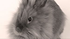Preview wallpaper gray, baby, bunny, fluffy