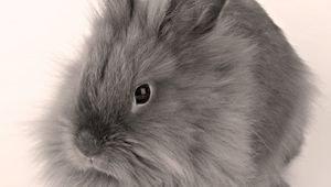 Preview wallpaper gray, baby, bunny, fluffy