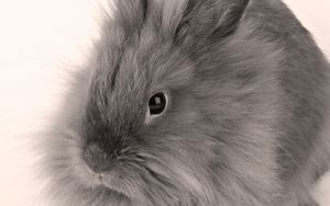 Preview wallpaper gray, baby, bunny, fluffy