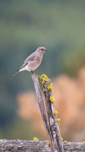 Preview wallpaper gray flycatcher, bird, log