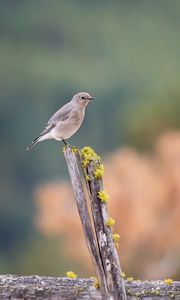 Preview wallpaper gray flycatcher, bird, log