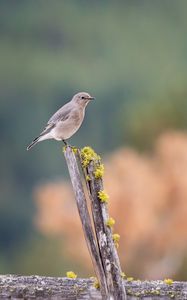 Preview wallpaper gray flycatcher, bird, log