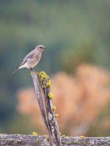 Preview wallpaper gray flycatcher, bird, log