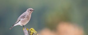 Preview wallpaper gray flycatcher, bird, log