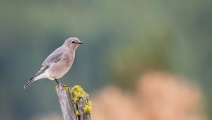 Preview wallpaper gray flycatcher, bird, log