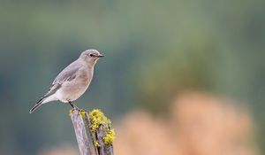 Preview wallpaper gray flycatcher, bird, log