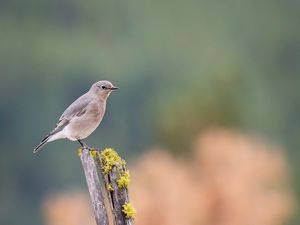 Preview wallpaper gray flycatcher, bird, log