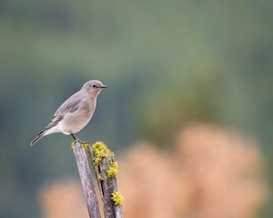 Preview wallpaper gray flycatcher, bird, log