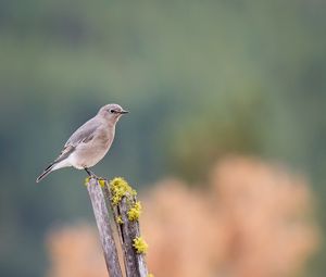 Preview wallpaper gray flycatcher, bird, log