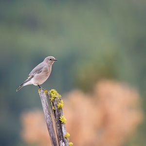 Preview wallpaper gray flycatcher, bird, log