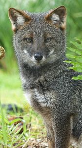 Preview wallpaper gray fox, grass, sit