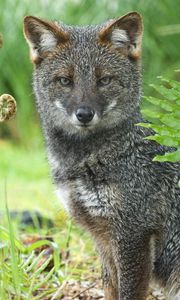 Preview wallpaper gray fox, grass, sit