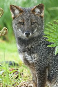 Preview wallpaper gray fox, grass, sit