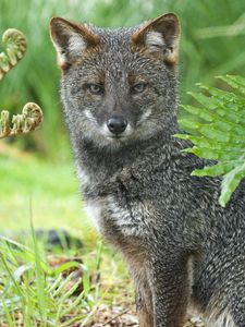 Preview wallpaper gray fox, grass, sit